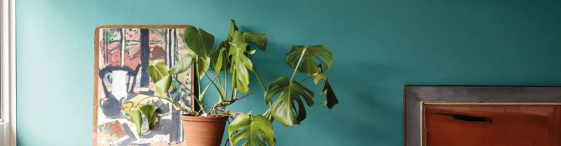 A lush green monstera plant in a terracotta pot from the blue paint collection