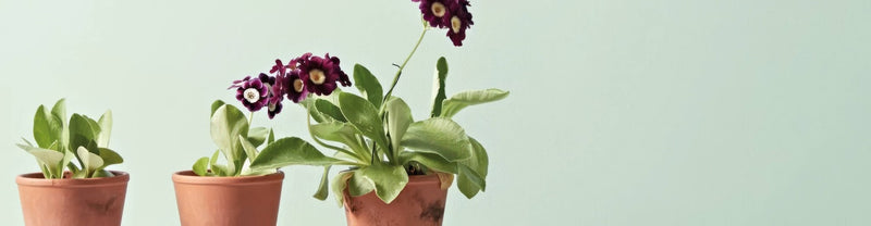 Three terracotta pots from green paint collection holding plants with green leaves and deep purple flowers