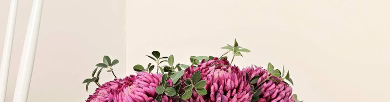 A lush bouquet of deep magenta chrysanthemums with glossy green leaves from the white paint collection