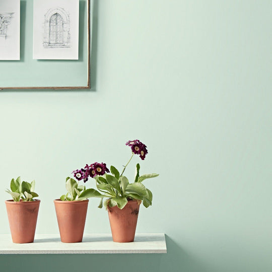 Three celadon terracotta pots with green leaves and deep purple flowers on a white shelf