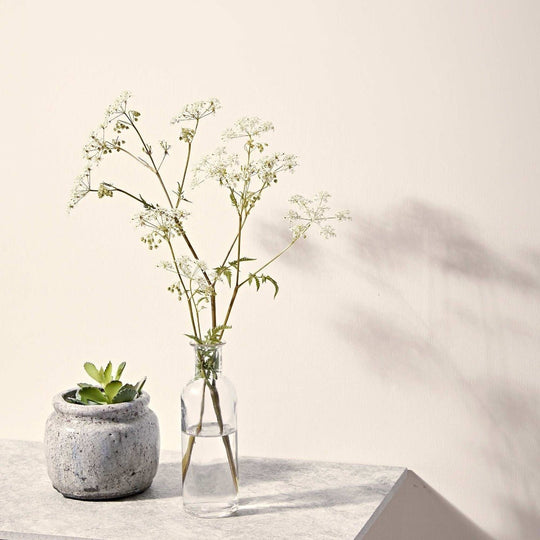 Clear glass bottle chalk white with slender neck and rounded base holding delicate white flowers in water