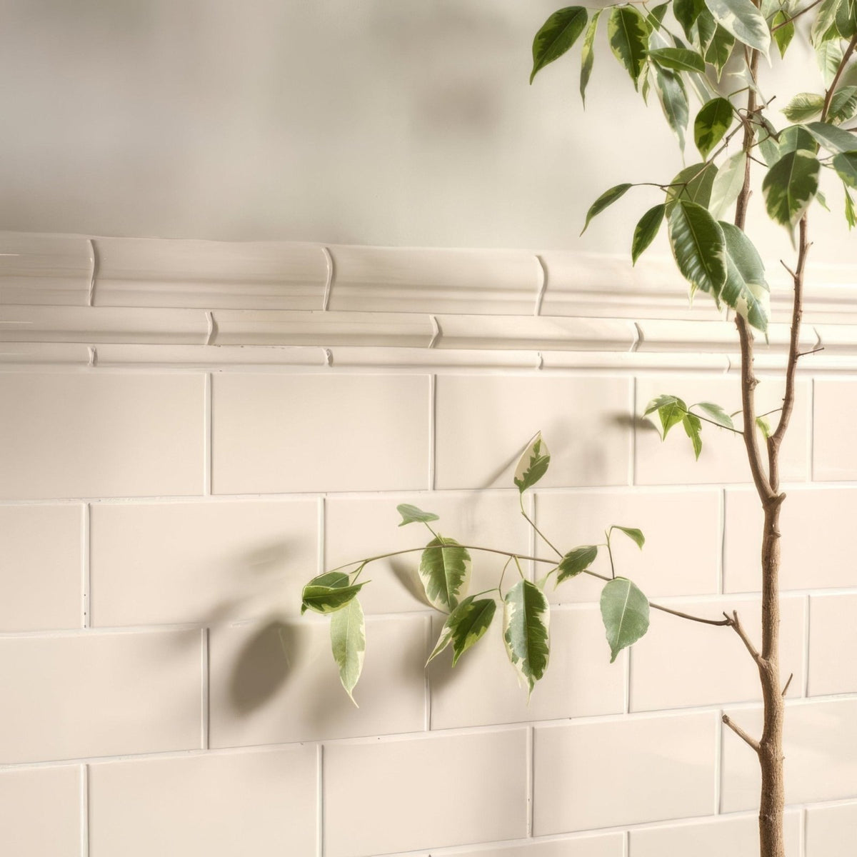 A slender green leafy plant with variegated foliage stands against ivory omega moulding off white rectangular tiles