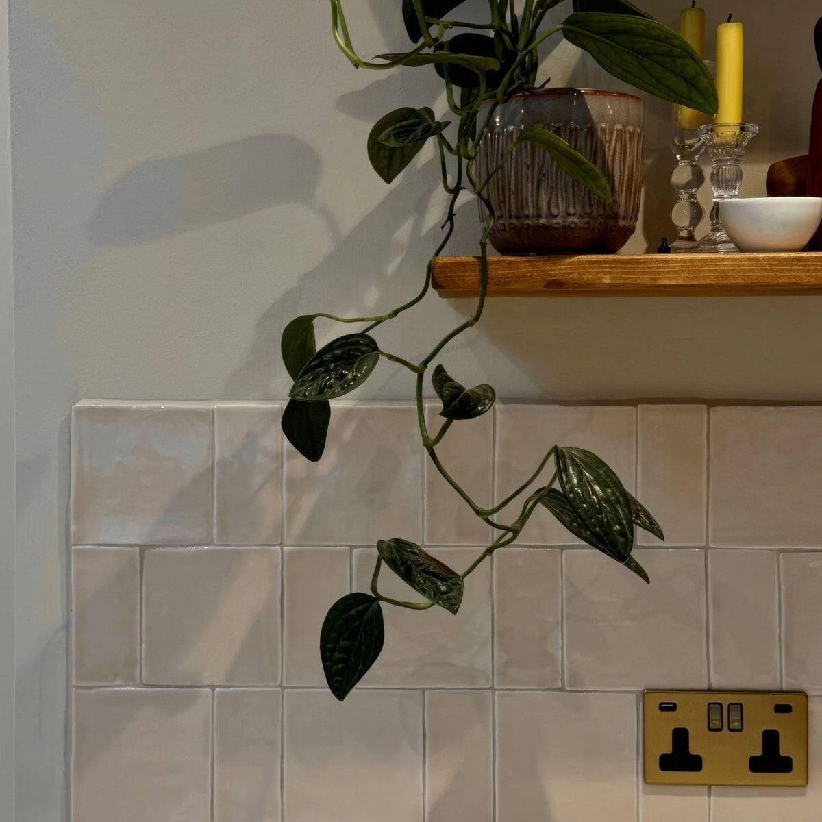 A dark green trailing plant with glossy heart shaped leaves cascading from a textured brown ceramic pot on jaipur old ochre tile