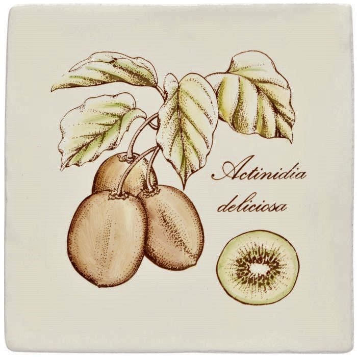 Cream-colored ceramic coaster with detailed sepia botanical kiwi illustration and script actinidia deliciosa on palomino