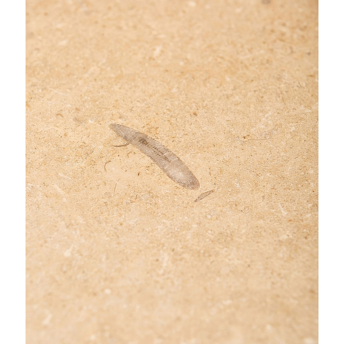A translucent elongated insect fossil embedded in light beige lacock limestone with a tumbled finish