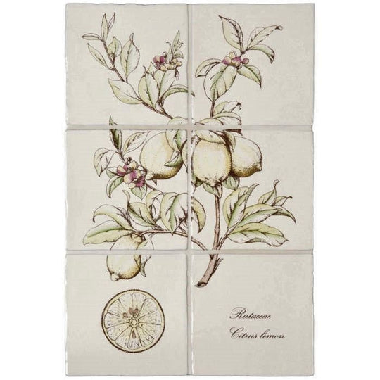 Beige ceramic tile wall mural lemon 6 tile panel on palomino with botanical illustration and elegant rutaceae citrus lemon text