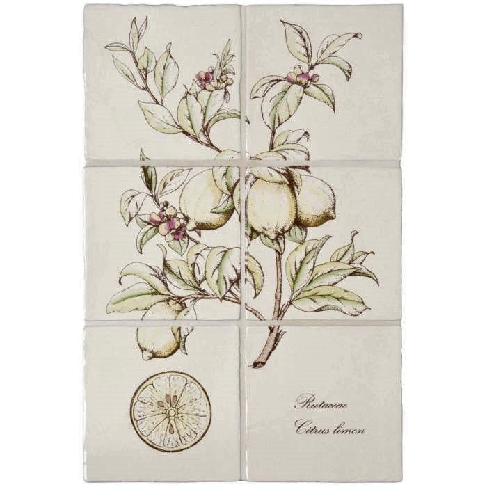 Beige ceramic tile wall mural lemon 6 tile panel on palomino with botanical illustration and elegant rutaceae citrus lemon text