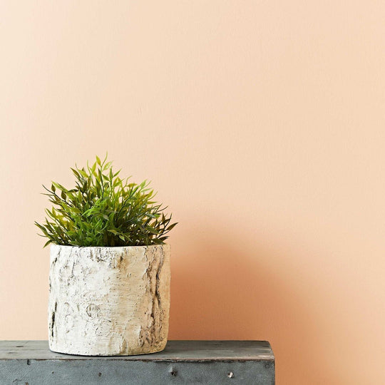 A white birch bark style planter holds a lush green leafy plant in the old ochre collection