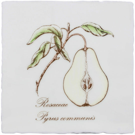 White ceramic coaster featuring a half pear illustration with green leaves labeled rosaceae pyrus communis from pear on cotton