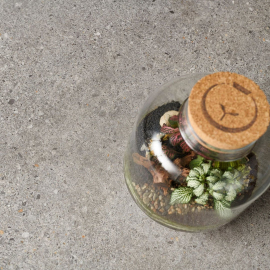 A clear glass terrarium with cork stopper and minimalist logo containing green and variegated plants in piazza grey 60 x 120cm