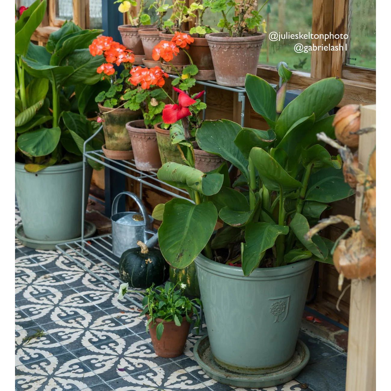 A large matte sage green ceramic pot with embossed leaf design holding broad-leafed plants in urban velasco patterned porcelain tile setting