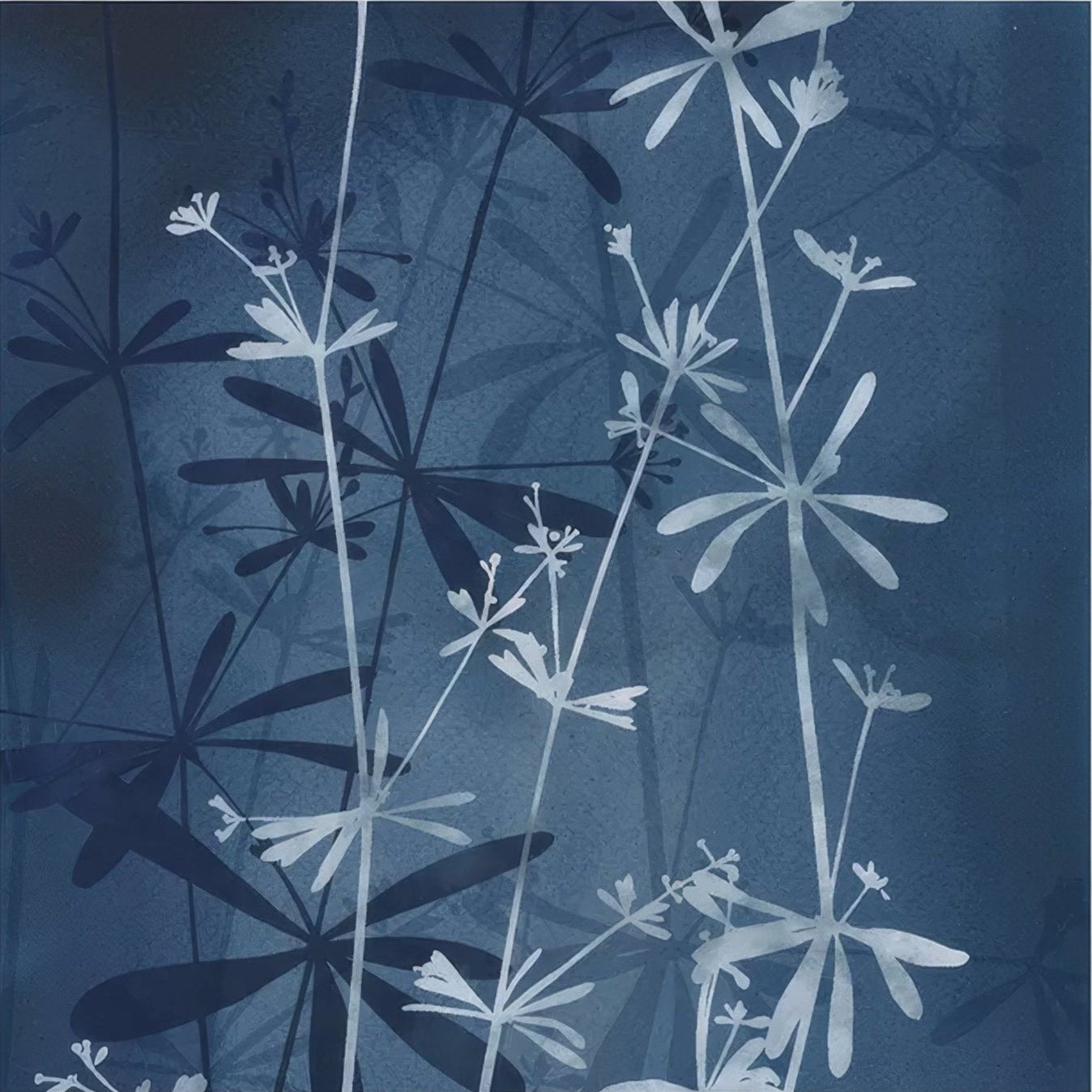 Wild botanicals porcelain blue wallpaper by clarissa hulse with delicate blue and white starburst floral stems