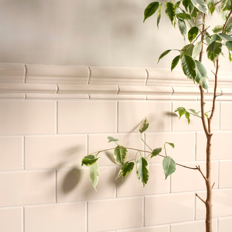 A slender green leafy plant with variegated foliage stands against off-white tiles in artworks albert moulding collection