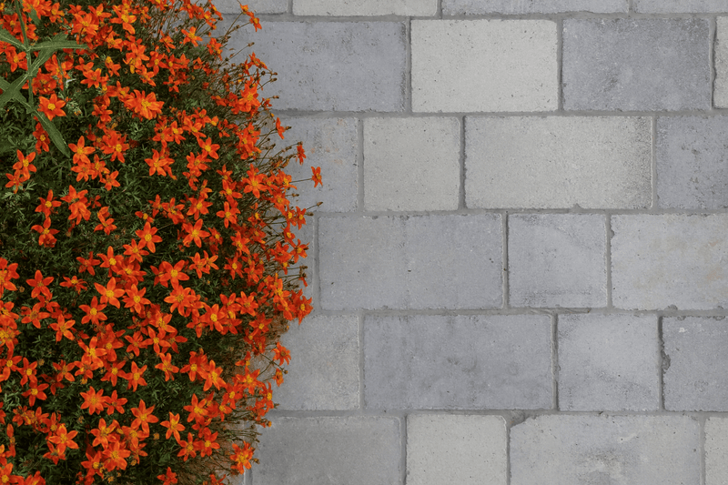 A vibrant cluster of orange flowers with green foliage cascading against a gray cobblestone floor tile wall
