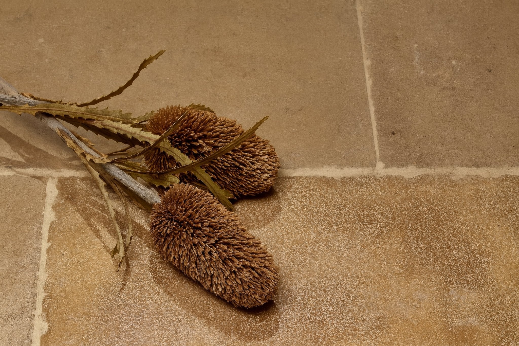 Dried brown banksia flower heads with spiky textured surfaces on slender stems resting on flagstone bathroom tiles