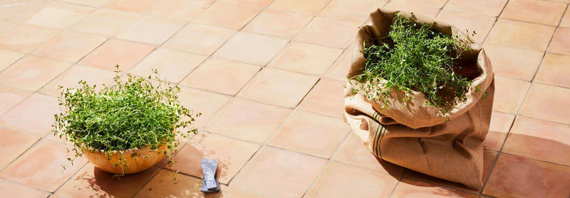 A lush green herb plant overflowing from a rustic brown burlap sack in outdoor tiles collection