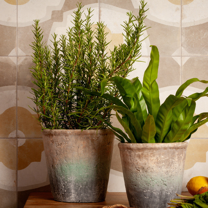 Seville Mustard Matt 45 x 45cm Wall & Floor Tile
