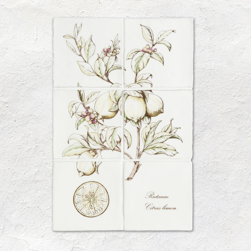 Botantical Fruit Panel On Cotton