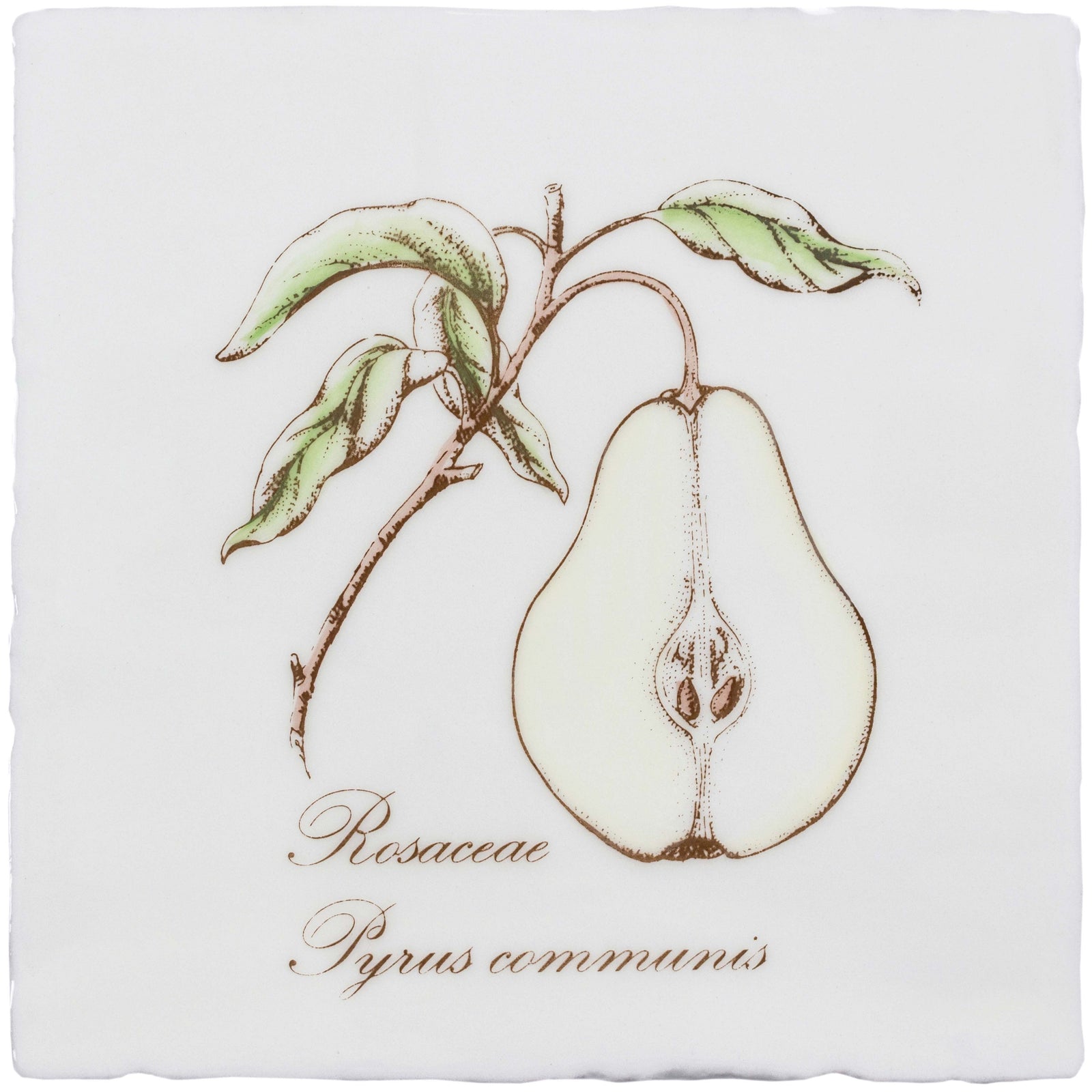 Pear Decorative Tile Sepia On Cotton – detail view 3