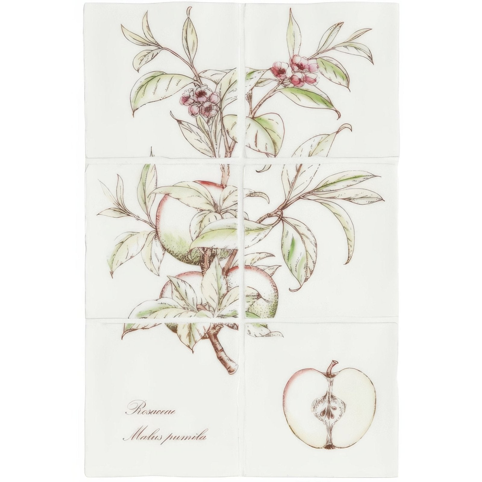 White ceramic tile set with botanical apple and blossom illustrations in soft green pink and brown for wall decor