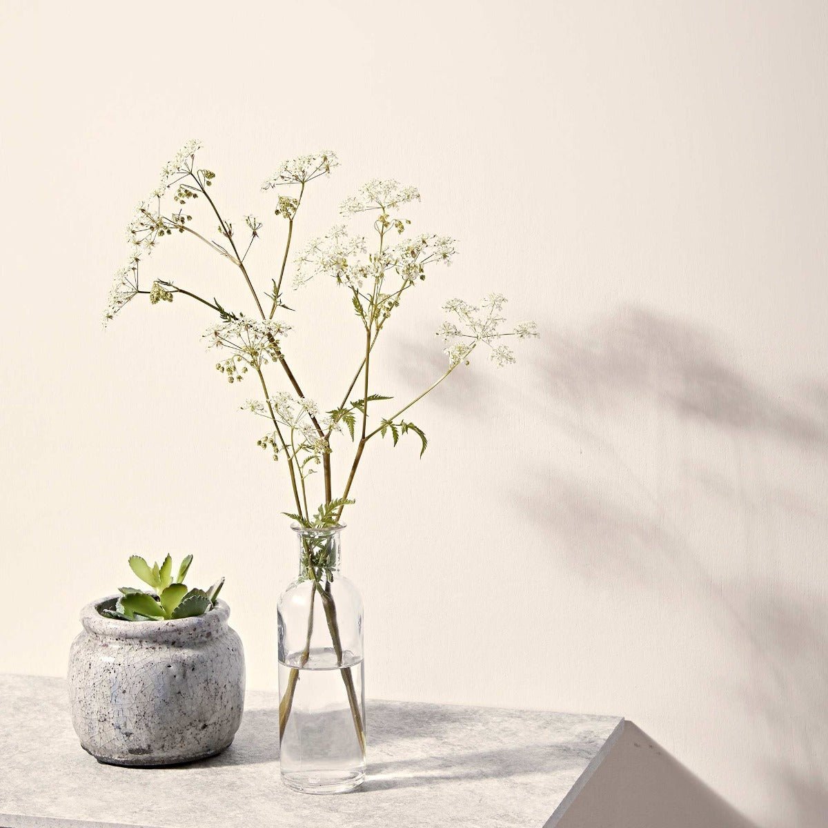 Clear glass bottle chalk white with slender neck and rounded base holding delicate white flowers in water