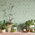 A collection of potted plants on a pink countertop with forecast rockall rectangle glazed light green herringbone tile backsplash