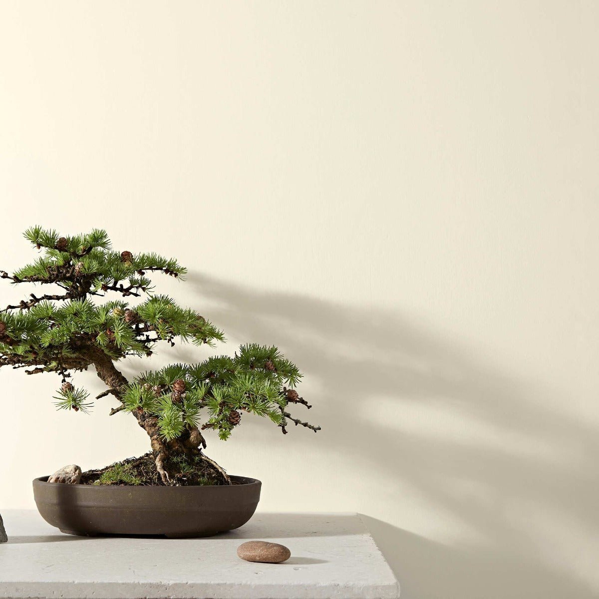 A meticulously crafted bonsai tree with vibrant green needles and small pinecones in a dark brown ceramic pot gypsum