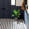 Harlequin Large Black on Chalk