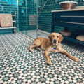 Golden retriever with blue collar tag lying on infusion amparo patterned tile bathroom floor