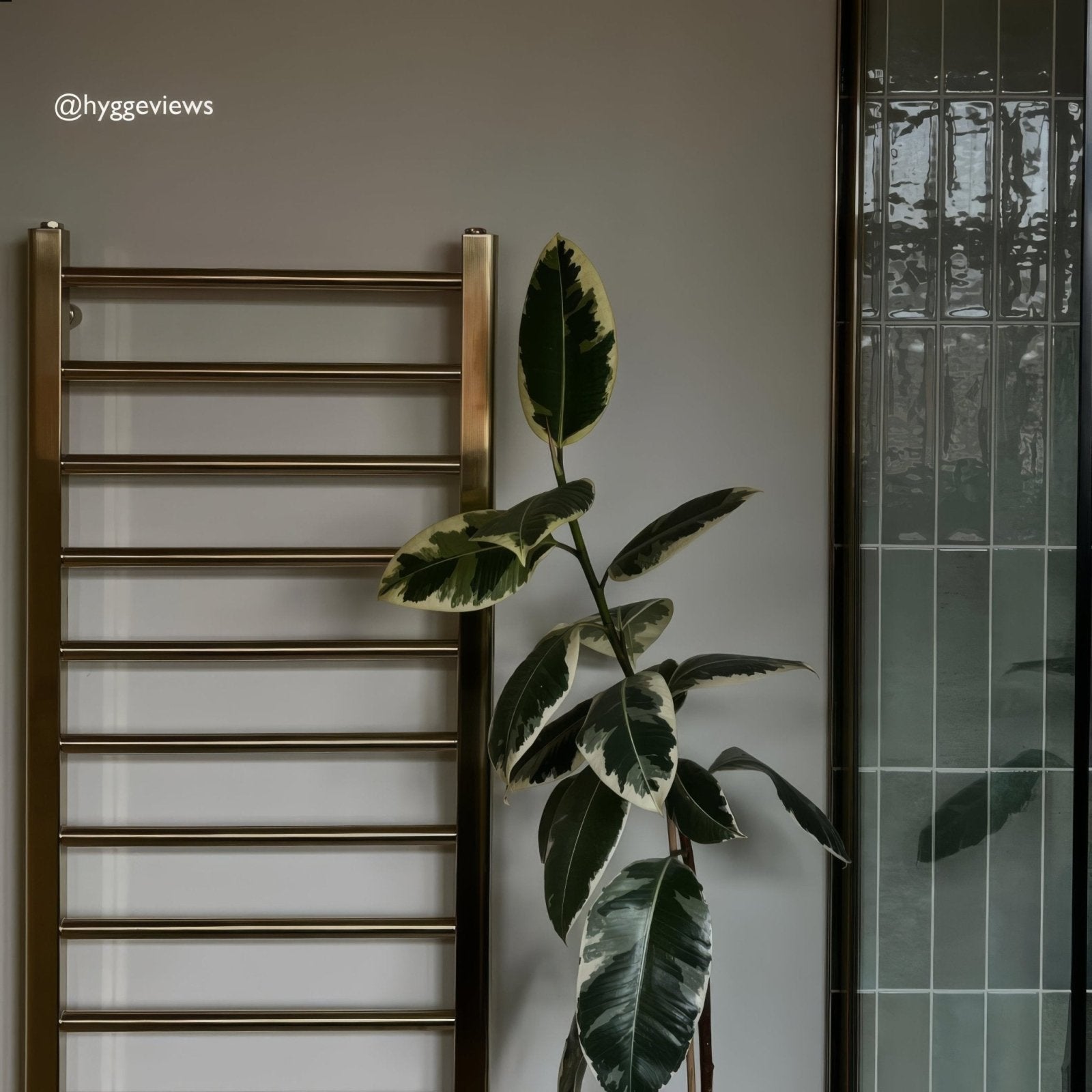 A tall leafy ficus elastica plant beside a sleek brass towel rack on ixworth forest brick tile flooring