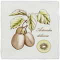 White ceramic tile with illustrated kiwi fruits and leaves and brown cursive actinidia deliciosa text titled Kiwi on Cotton