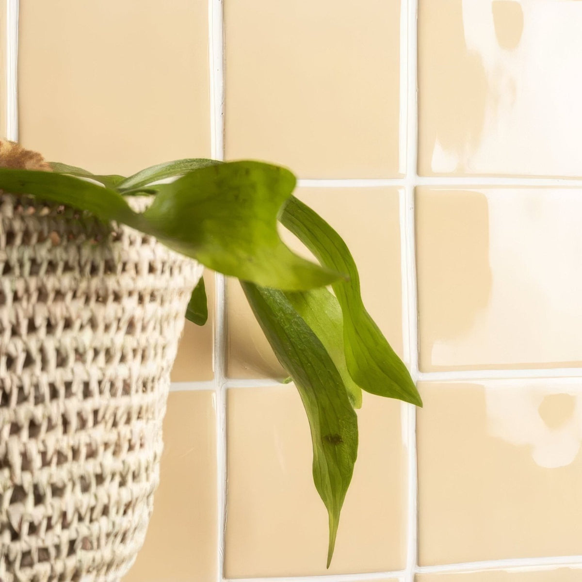 Woven beige plant pot holding a trailing green leafy plant displayed with maize field tile background