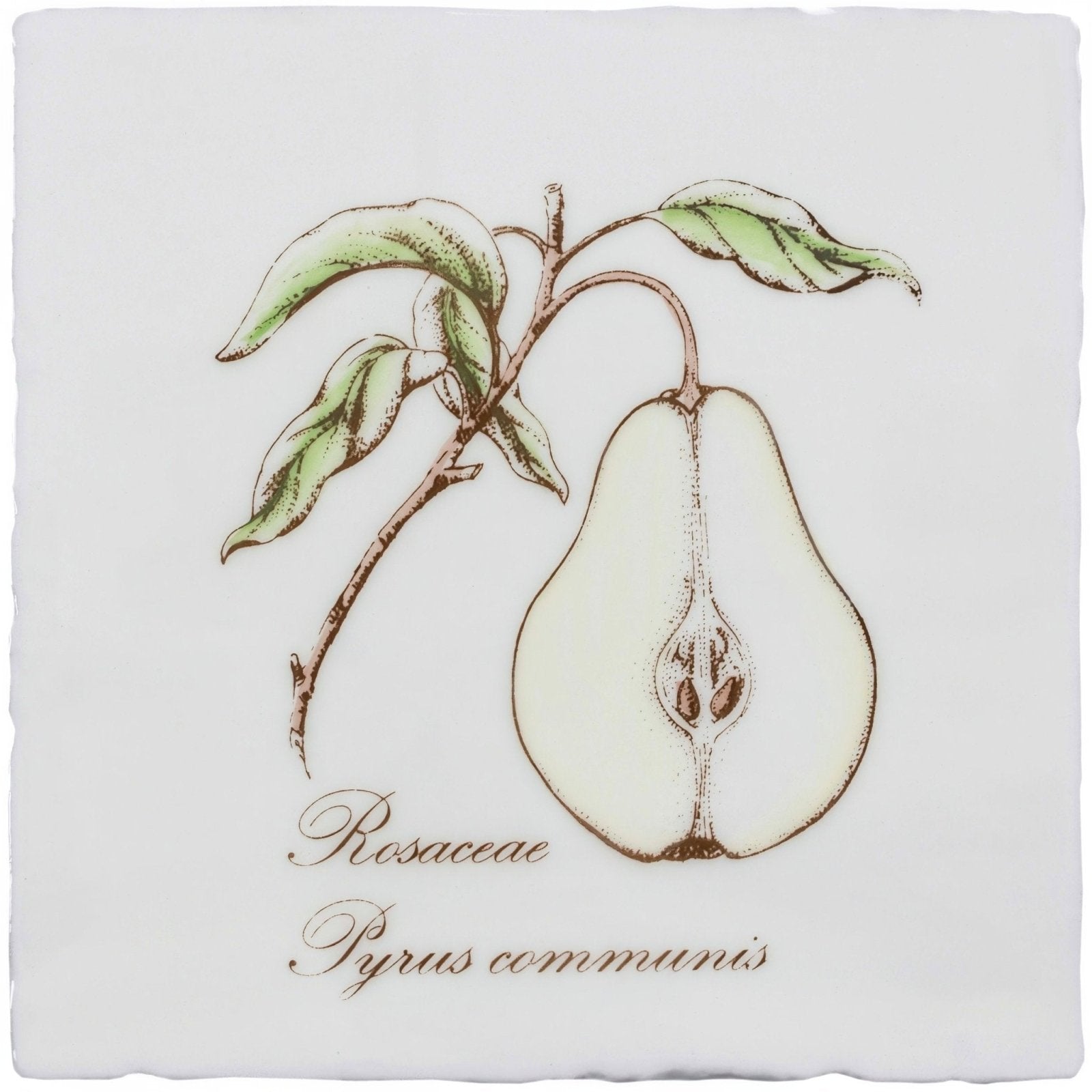 White ceramic coaster featuring a half pear illustration with green leaves labeled rosaceae pyrus communis from pear on cotton