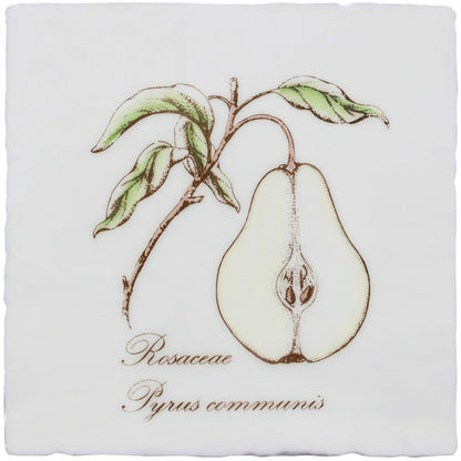 White ceramic coaster featuring a half pear illustration with green leaves labeled rosaceae pyrus communis from pear on cotton