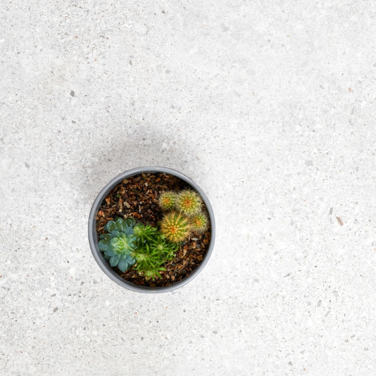 A small round gray ceramic pot with green and yellow spiky cacti in dark soil for piazza white 60 x 120cm