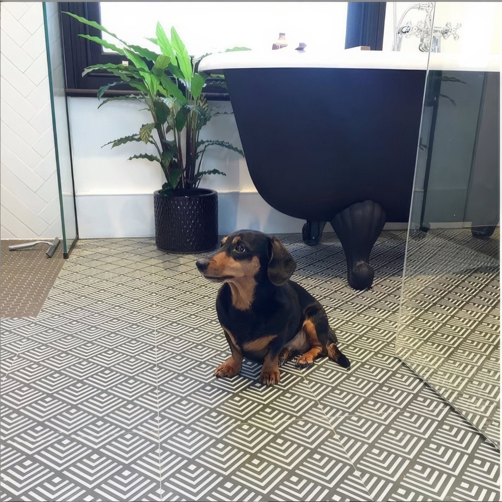 A black and tan dachshund sitting attentively on geometric patterned sorrento correale porcelain tile floor