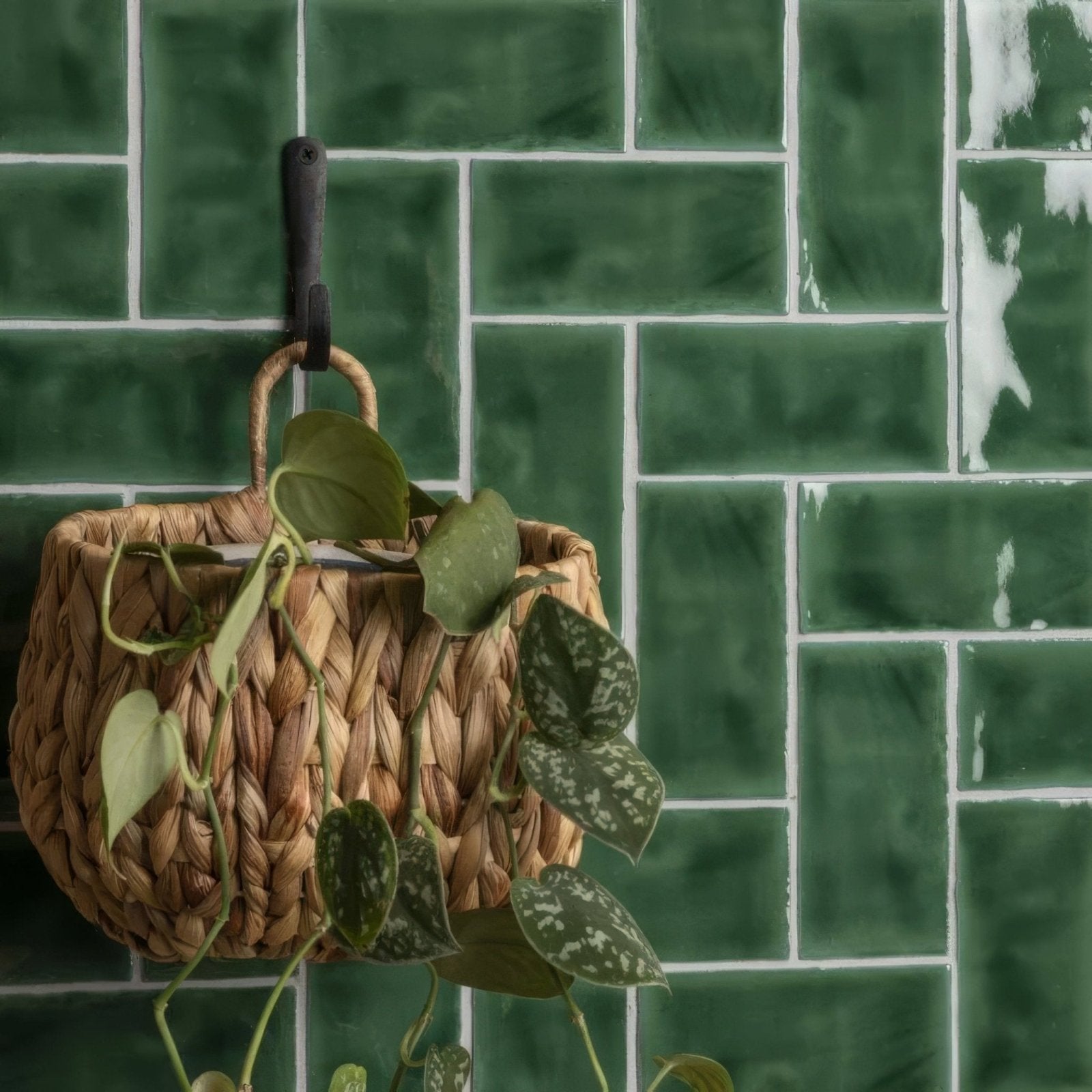 Tourmaline half tile wall tiles with a woven wicker hanging basket in natural tan finish filled with trailing green leaves