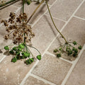 Dried and green seed heads resting on a wychwood limestone tumbled and etched cobble tiled floor