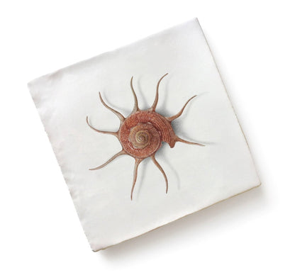 Menagerie Ceramic By Michael Angove