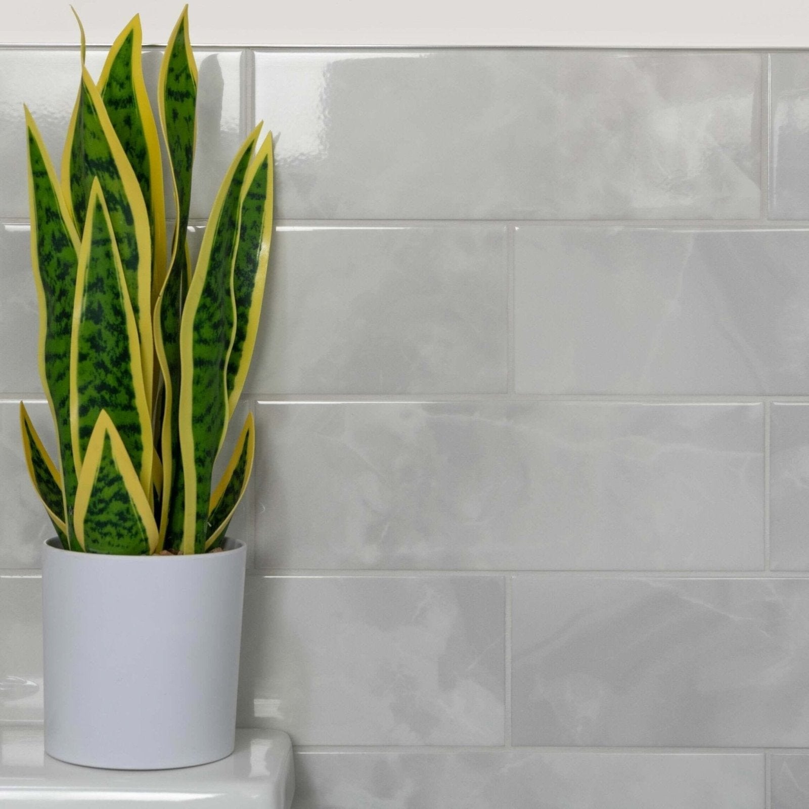 A vibrant green and yellow striped snake plant in a sleek white ceramic pot named onix smoke
