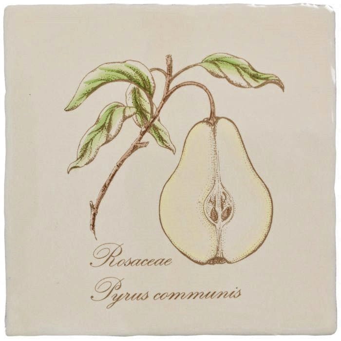 Cream-colored ceramic tile featuring a detailed botanical illustration of a sliced pear labeled rosaceae pyrus communis